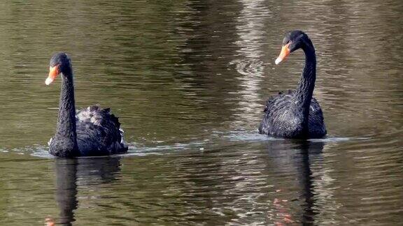 一群黑天鹅在池塘的水面上游泳