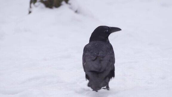一只黑乌鸦在雪中的慢动作