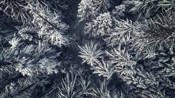 穆迪冬季自然空中背景雪树