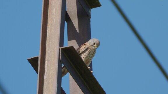 鸟类在一个阳光明媚的夏日早晨普通红隼(Falcotinunculus)蹲在高压输电线支架上