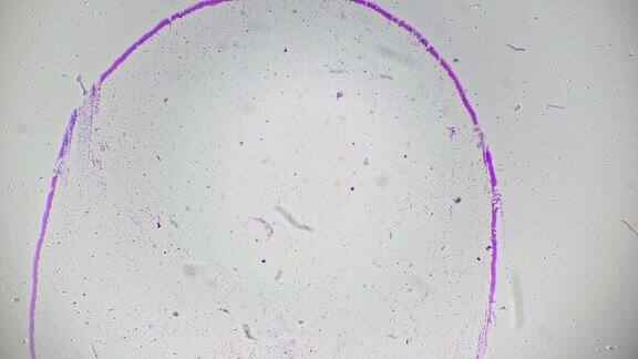 大肠杆菌涂片在40倍科学玻片显微镜下明亮的视野背景
