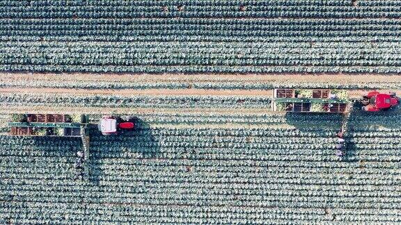 白菜田的俯视图有拖拉机和农民