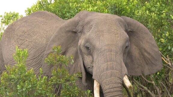 大象站在灌木丛中