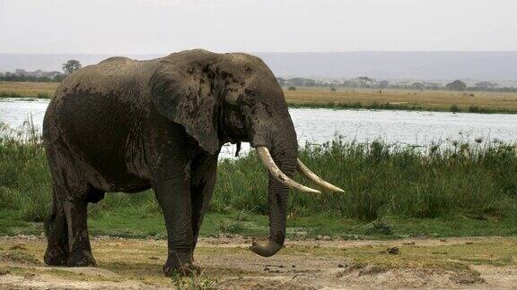 公象站在安博塞利的沼泽附近