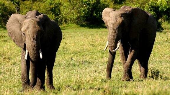 一群在马赛马拉吃草的非洲象