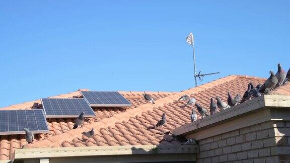 屋顶上的太阳能电池板覆盖着鸽子的粪便和栖息的鸽子