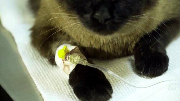 在诊所里一只戴着导尿管的猫