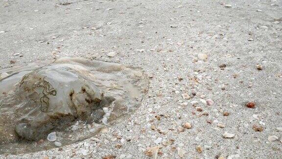 海滩上有水母