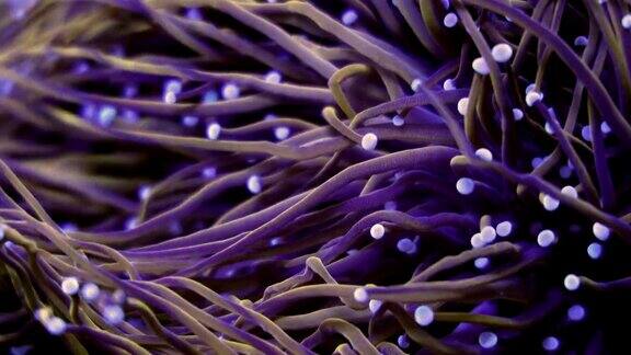 美丽的euphyllia在珊瑚礁水族馆缸内lps珊瑚