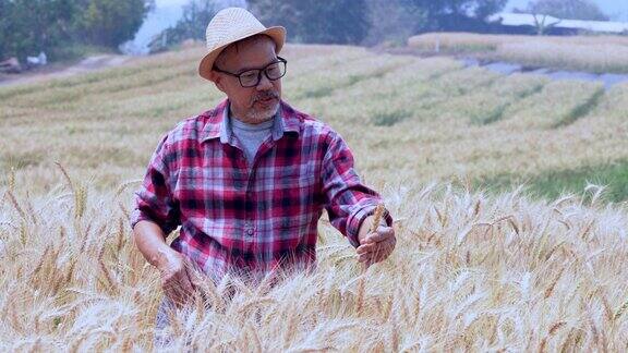 一位男农民在农场检查大麦的质量