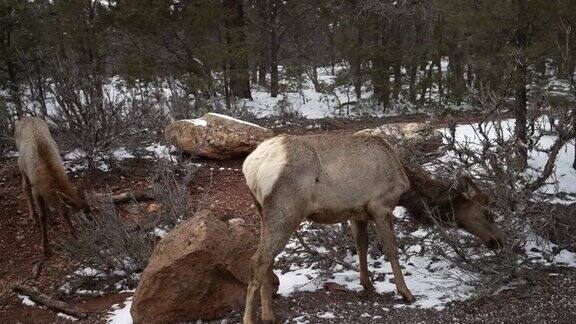 雌麋鹿在雪地里吃草