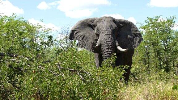 大的非洲象
