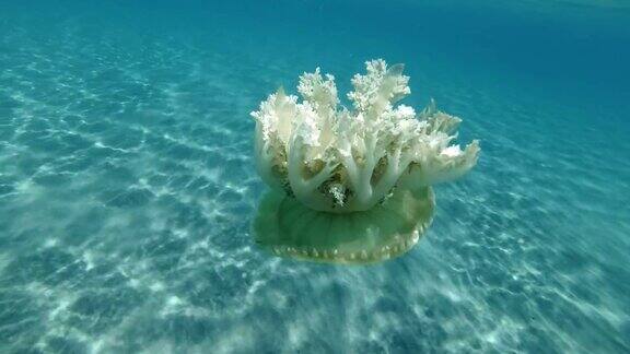 水母在水面下的蓝色水中游泳颠倒水母(仙女座仙后座)水下拍摄特写红海阿布达布马萨阿拉姆埃及非洲