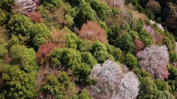 野生樱桃树