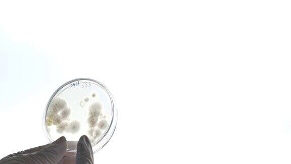 一个在实验室工作的科学家通过一个有盖培养皿展示里面的细菌和真菌