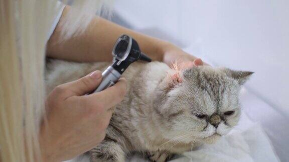 医生通过抚摸猫的头部使它平静下来以便进行耳镜检查一个金发女人弯下腰检查猫的耳道猫耳镜检查