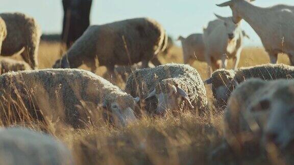 绵羊躺在草地上牛群在草地上吃草在牧场饲养家畜、山羊和绵羊4k10位ProRes