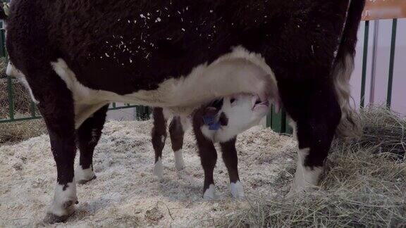 近景:一头小牛正在喝着母牛的奶