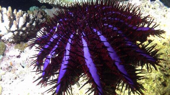 罕见的水下生物-大海胆靠近相机