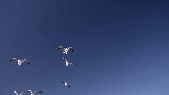海鸥在蓝天上的慢镜头