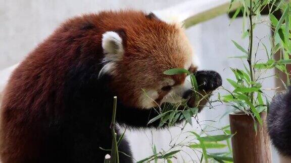 两只小熊猫也叫小熊猫吃竹叶