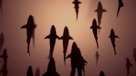 4K鲨鱼剪影从头顶飞过