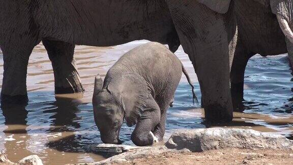 小象在池塘里