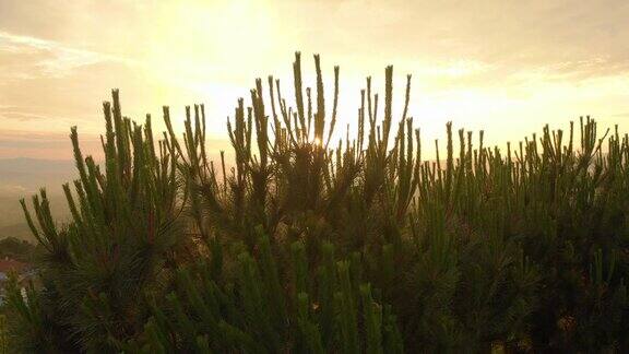 日出与松树