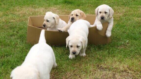 黄色拉布拉多寻回犬在纸箱里玩耍的小狗法国诺曼底4K慢镜头