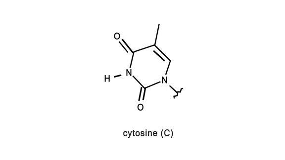 白色背景上的腺嘌呤分子原子结构动画DNA腺嘌呤酶