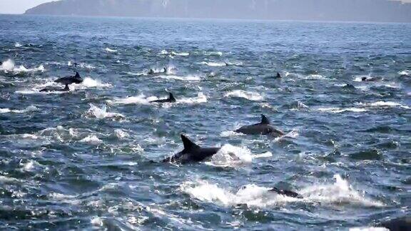 奔腾的海豚群