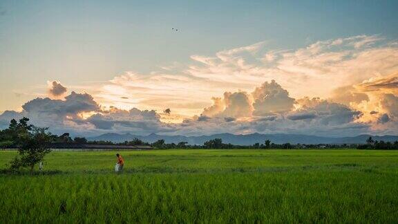 日落在绿色的稻田时间流逝