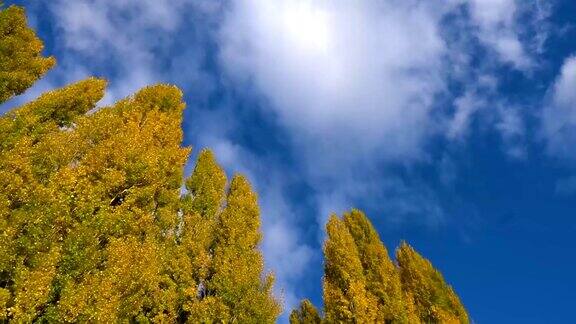 新西兰瓦纳卡湖背景的秋天树