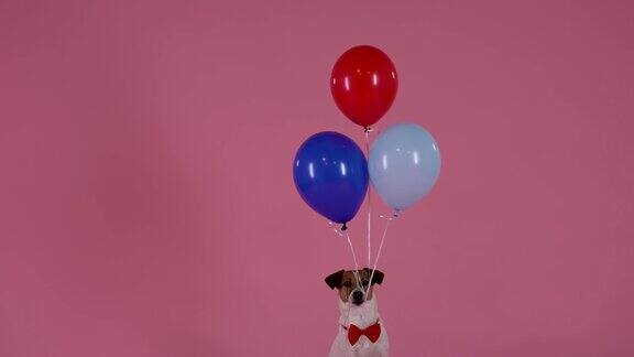 杰克·罗素坐在那里嘴里叼着绳子绳子上绑着三个气球他松开牙齿气球飞向了空中粉色背景上系着红色领结的狗狗缓慢的运动近距离