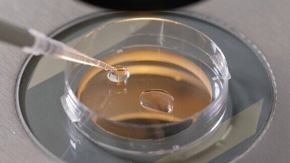 胚胎学家在培养皿中放置低温保护剂