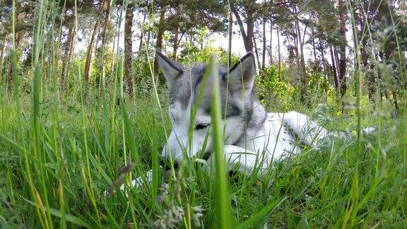 西伯利亚哈士奇躺在高高的草丛中