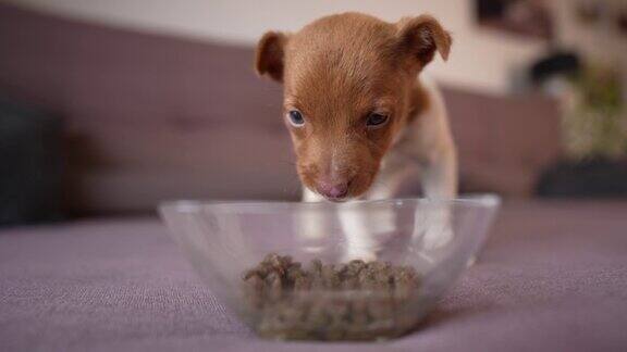 小狗在吃玻璃碗里的狗粮