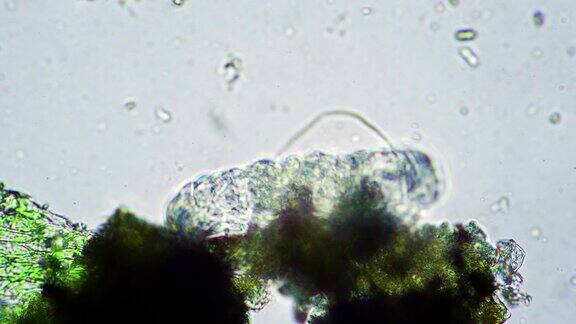 绿色的大缓步动物滑稽地摆动着腿在显微镜下试图在水里游泳