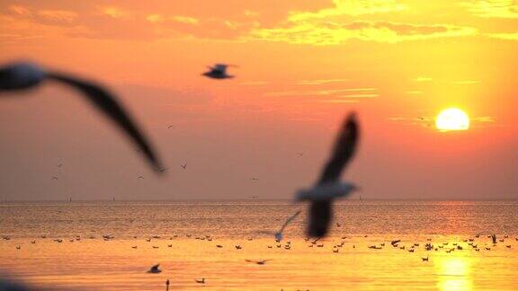 日落时海鸥在海边飞翔