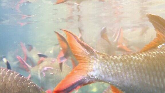 泰国苏拉特他尼省拉查帕坝的红尾鱼