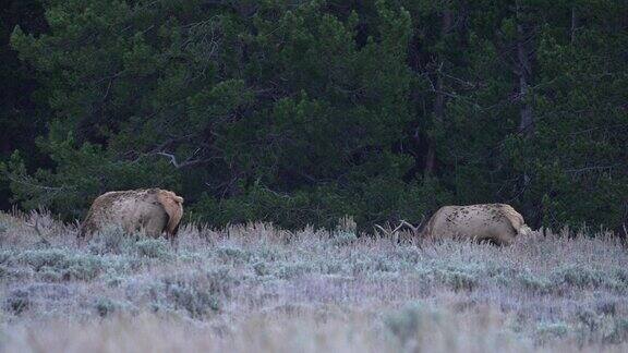 一群卫星公麋鹿在怀俄明州的荒野里一起吃草