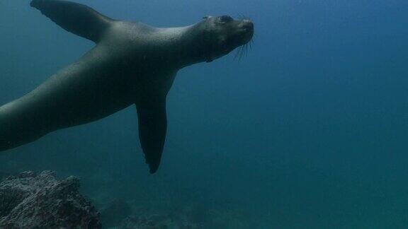 野生海狮在加拉帕戈斯海底游泳