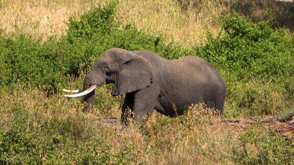 在肯尼亚安博塞利国家公园一头正在吃草的大象