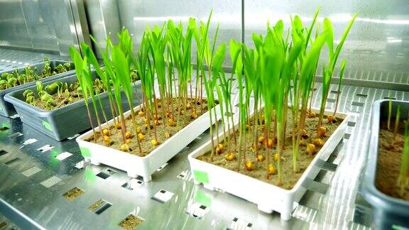 在土壤中在小盒子里在一个特殊空间的架子上在现代智能实验室中生长绿色嫩芽种植各种谷物种子育种作物