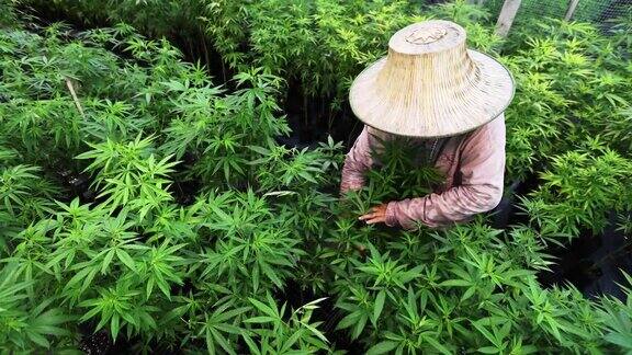 一位资深农民正在检查大麻植物研究人员拿一些大麻芽进行科学实验温室里种植的高角度大麻