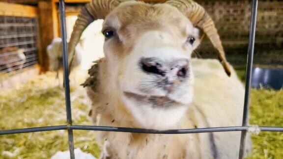 山羊农场一只山羊穿过网的特写