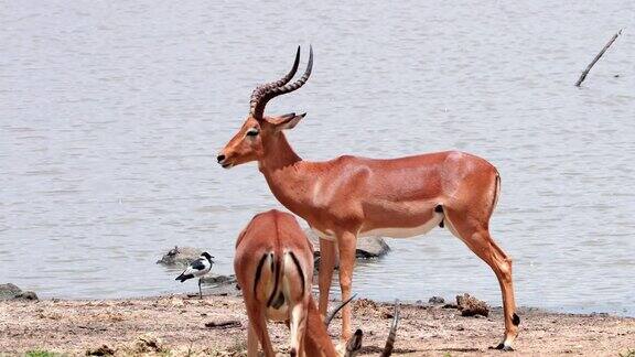 南非大草原河边的黑斑羚自然界的动物概念