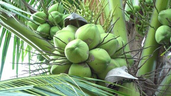 树上的小椰子