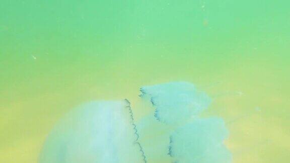 水母在浑浊的海水中扎根