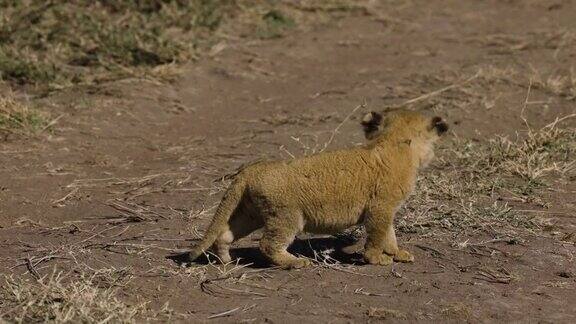 在非洲大草原上可爱的幼崽站着呼唤妈妈